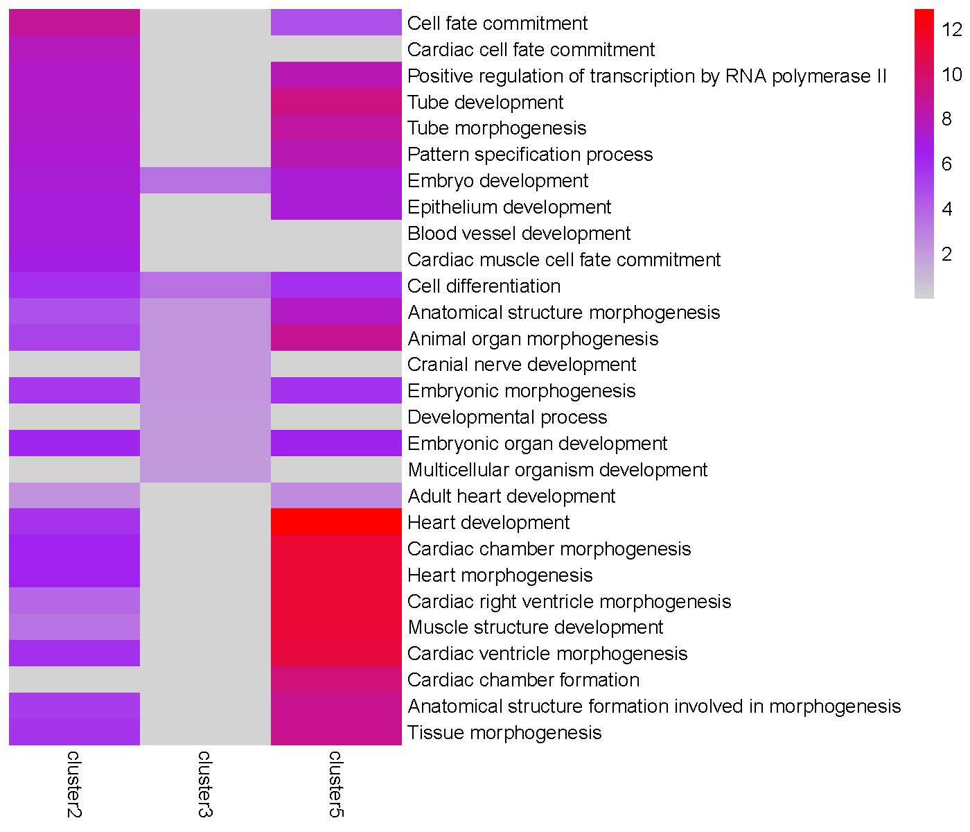 GO enrichment heatmap for 'Peak2' cluster
